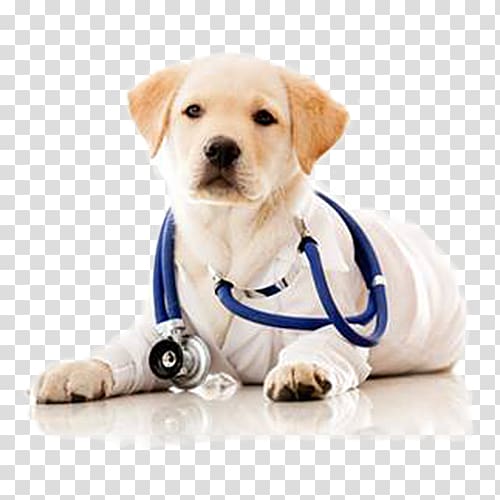 yellow Labrador retriever puppy, Dog Veterinarian Pet Clinique vxe9txe9rinaire Health Care, A dog doctor wearing a stethoscope transparent background PNG clipart