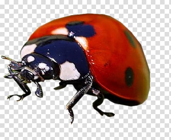 Dung beetle Weevil Scarab Helmet, beetle transparent background PNG clipart