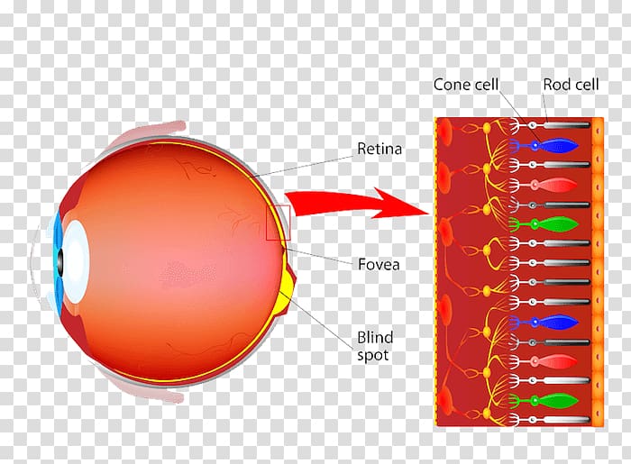 Cone cell receptor cell Rod cell Retinal ganglion cell, Eye transparent background PNG clipart