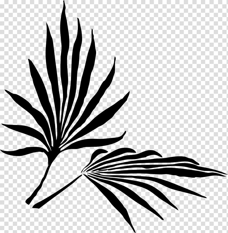 Palm branch Frond Arecaceae , mojito transparent background PNG clipart