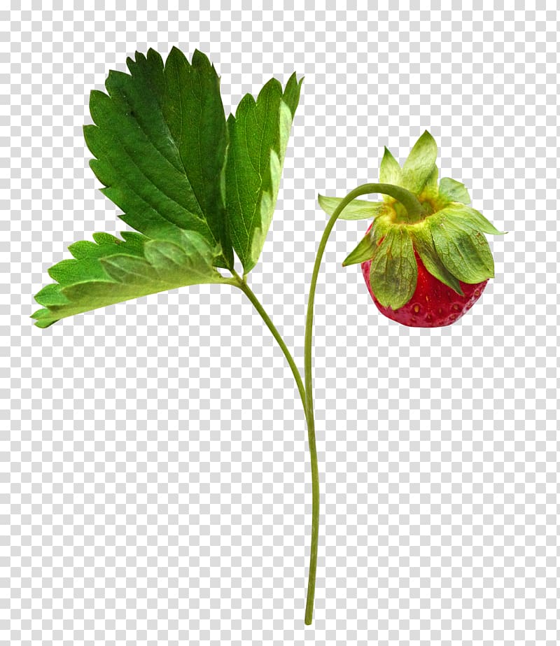 Berry , Strawberry fruit branch transparent background PNG clipart
