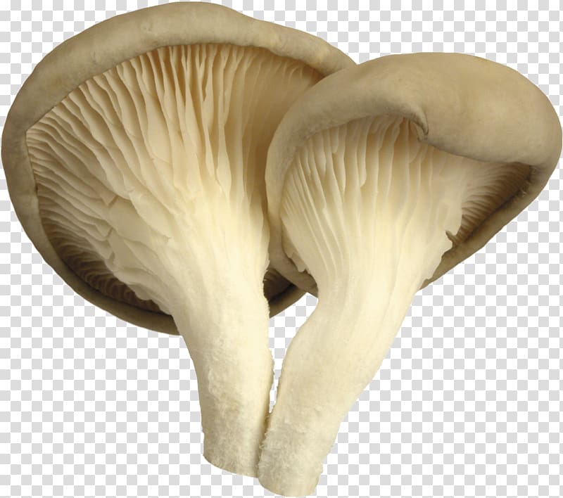 Oyster Mushroom Edible mushroom Common mushroom, mushroom transparent background PNG clipart