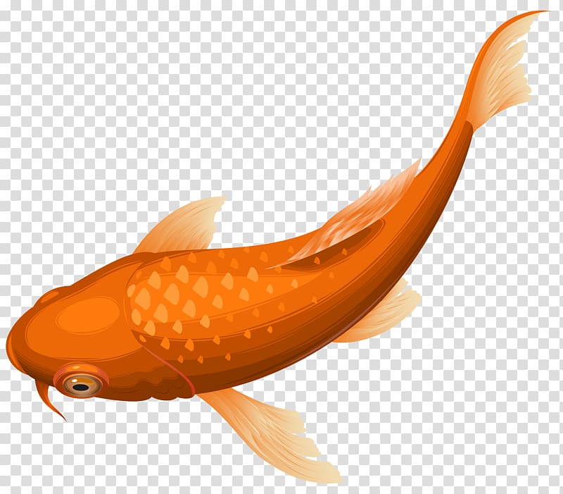 orange fancy cart illustration, Koi Goldfish , Orange Koi Fish transparent background PNG clipart
