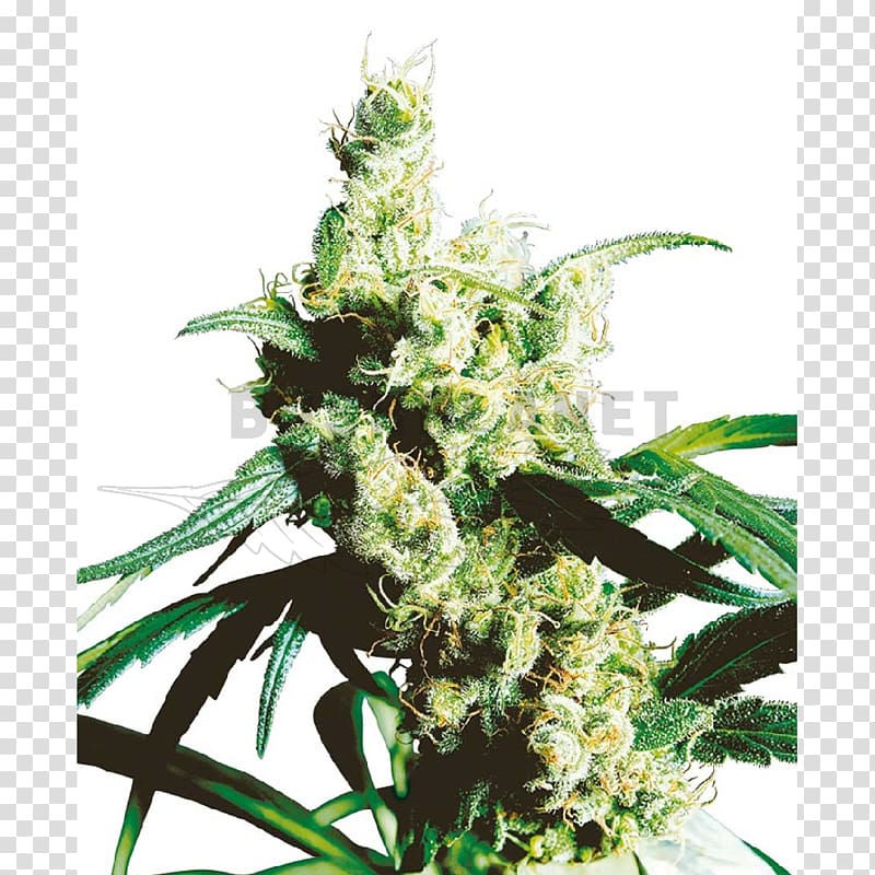 Silver Haze Sensi Seeds Autoflowering cannabis, skunk transparent background PNG clipart