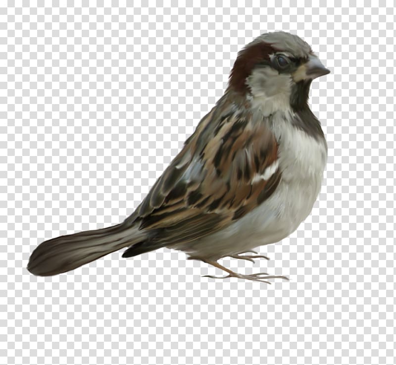 Bird Sparrow, Sparrow transparent background PNG clipart
