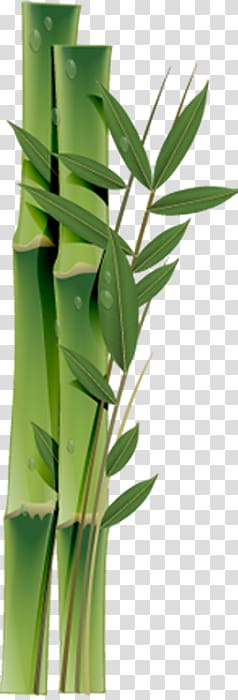 Bamboo transparent background PNG clipart