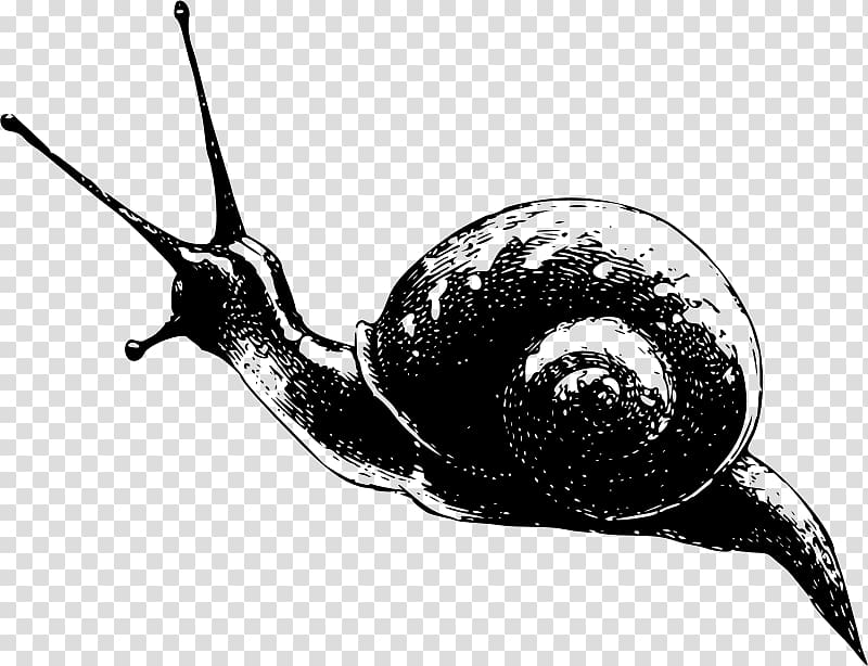 White garden snail Gastropods Slug , Snails And Slugs transparent background PNG clipart