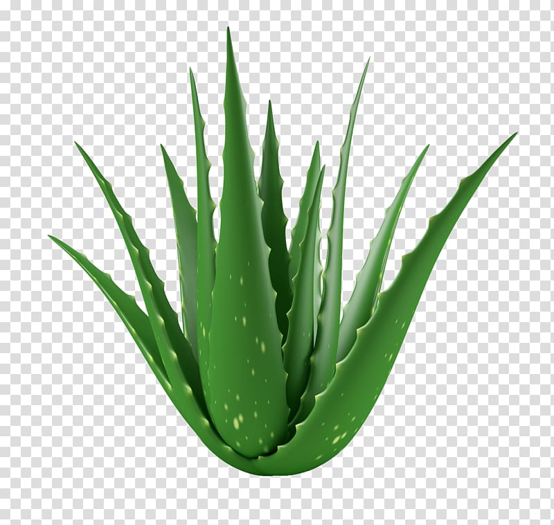 Aloe vera Medicinal plants Gel Succulent plant, plant transparent background PNG clipart