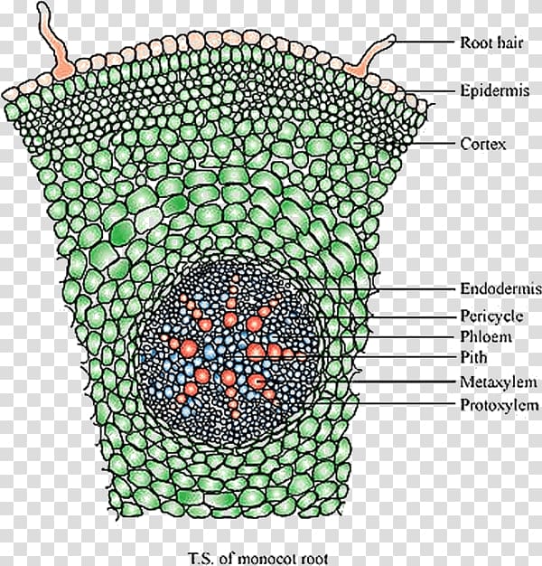 Dicotyledon Monocotyledon Anatomy Plant stem Root, monocot root transparent background PNG clipart