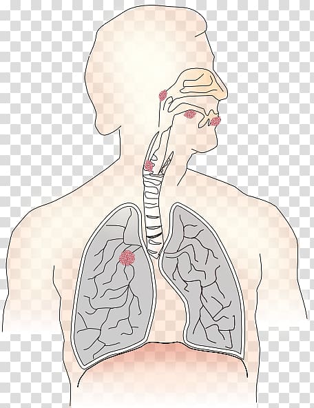 Respiratory system Respiratory therapist Respiration Breathing Lung, Free Lung Best transparent background PNG clipart