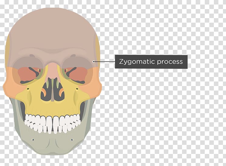 Vomer Lacrimal bone Human skeleton Ethmoid bone, skull transparent background PNG clipart