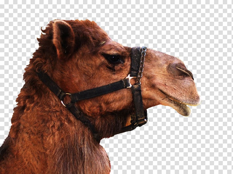 Camel transparent background PNG clipart