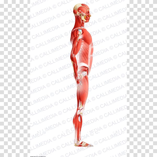 Muscle Human body Anatomy Muscular system, arm transparent background PNG clipart