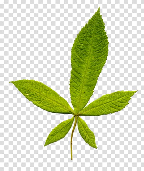 Leaf European horse-chestnut Tree Plant stem Beech, Leaf transparent background PNG clipart