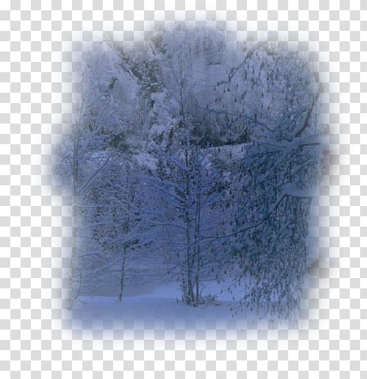 Desktop Tree Winter Computer Sky plc, tree transparent background PNG clipart