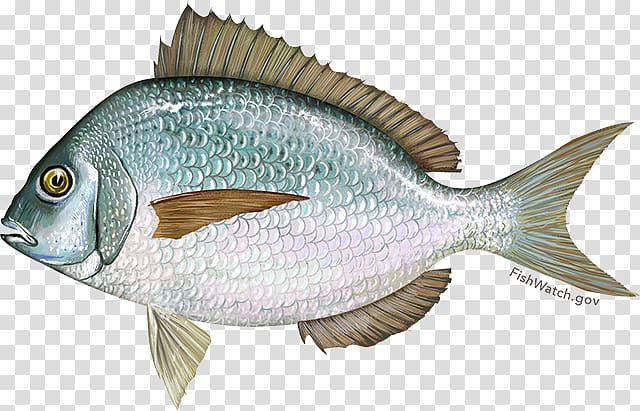 Scup Fishery Fishing Black sea bass Summer flounder, fish fried transparent background PNG clipart