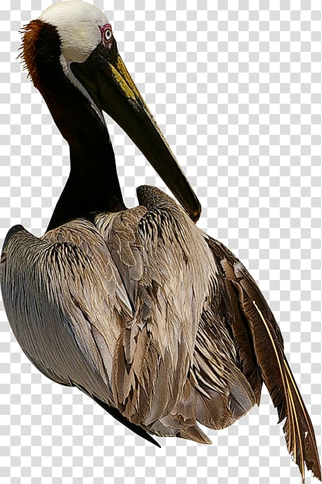 Pelican Bird Goose Owl, Bird transparent background PNG clipart