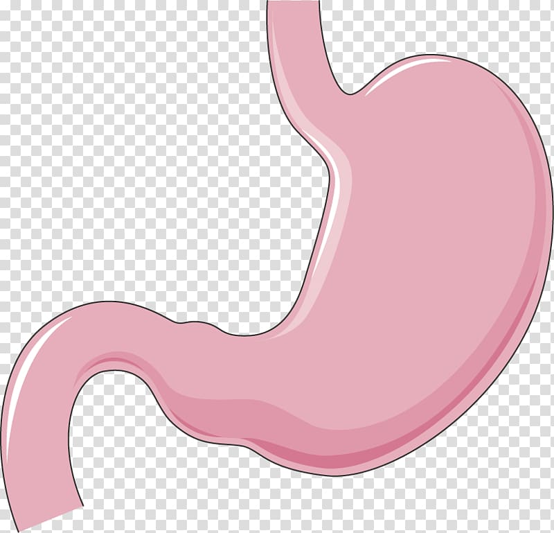 Stomach Organ Human body Salivary gland Human digestive system, others transparent background PNG clipart