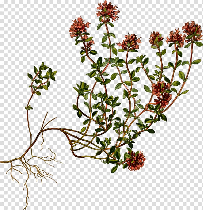 Köhler\'s Medicinal Plants Breckland thyme Herb Garden Thyme, Wild transparent background PNG clipart