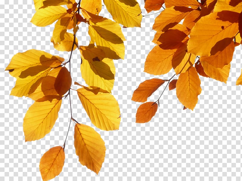 European beech Autumn leaf color Throw pillow, Yellow leaves transparent background PNG clipart