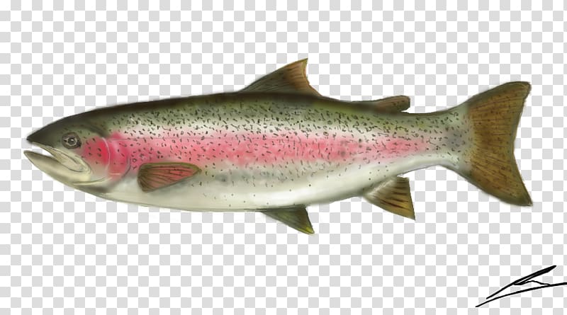 Coho salmon Rainbow trout Sardine Cutthroat trout, others transparent background PNG clipart