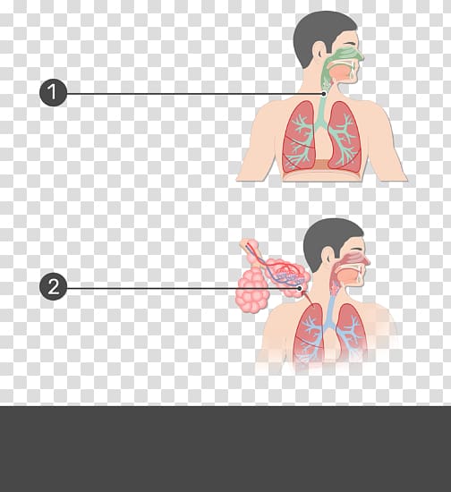 Respiratory tract Anatomy Respiratory system Pulmonary alveolus, respiratory tract transparent background PNG clipart
