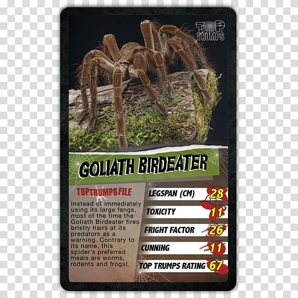 Top Trumps Spider Game Goliath birdeater, spider transparent background PNG clipart