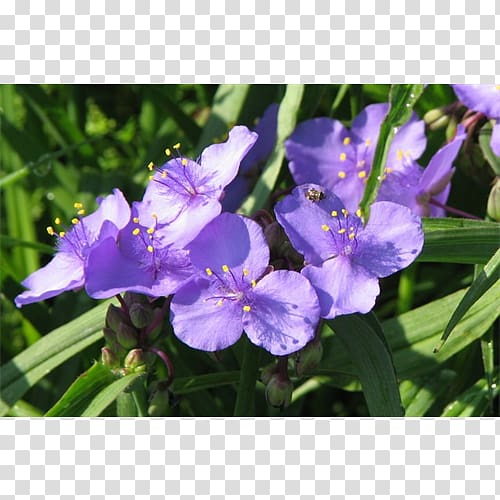 Irises Virginia spiderwort Flowering Bulbs Plant, flower transparent background PNG clipart