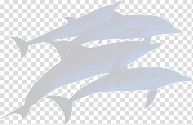 Dolphin, Gray whale dolphin silhouettes transparent background PNG clipart