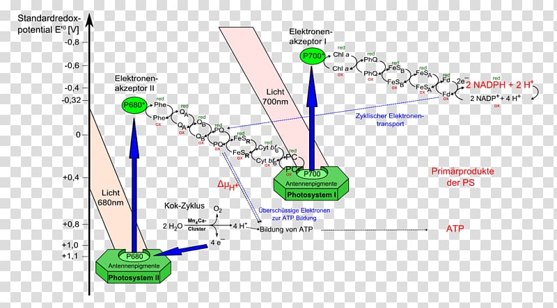 Light-dependent reactions synthesis system II, linear light transparent background PNG clipart