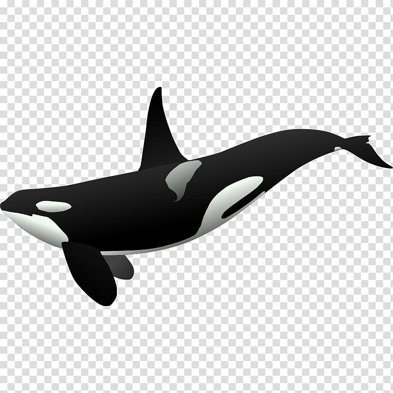 Killer whale Cetaceans , others transparent background PNG clipart