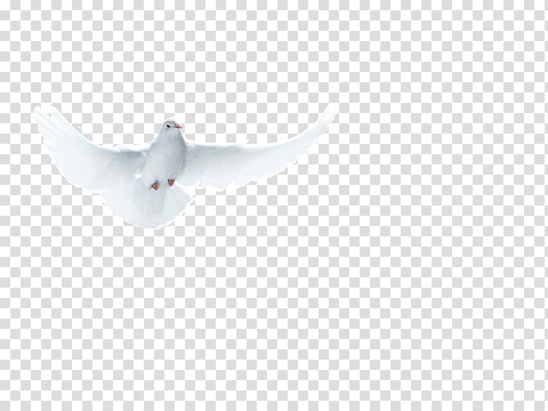 a flying pigeon transparent background PNG clipart
