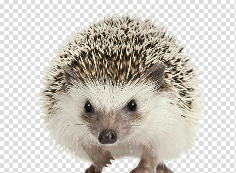 Four-toed hedgehog Domesticated hedgehog Baby Hedgehogs Cuteness Pet, erizo transparent background PNG clipart