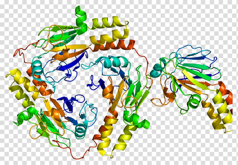 SMAD Mothers against decapentaplegic homolog 1 Protein Data Bank Mothers against decapentaplegic homolog 4, others transparent background PNG clipart