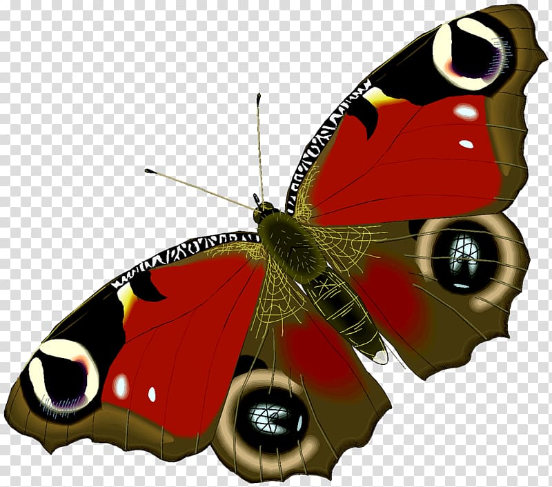 Butterfly Animation Drawing , insect transparent background PNG clipart