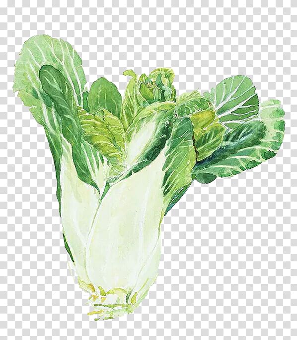 Watercolor painting Napa cabbage Chinese cabbage, Hand-painted Chinese cabbage transparent background PNG clipart