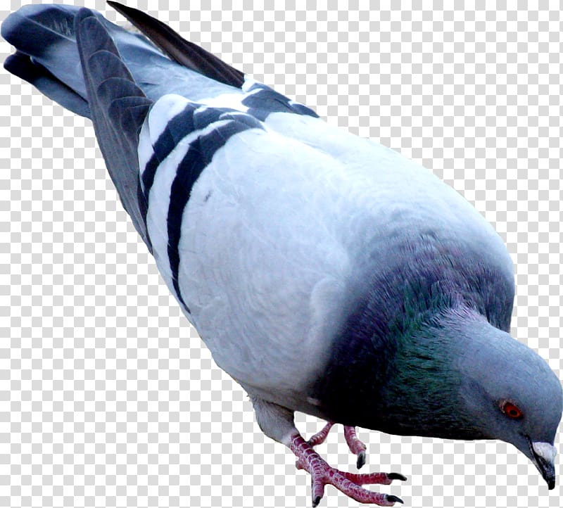 Oriental Roller Domestic pigeon, pigeon transparent background PNG clipart