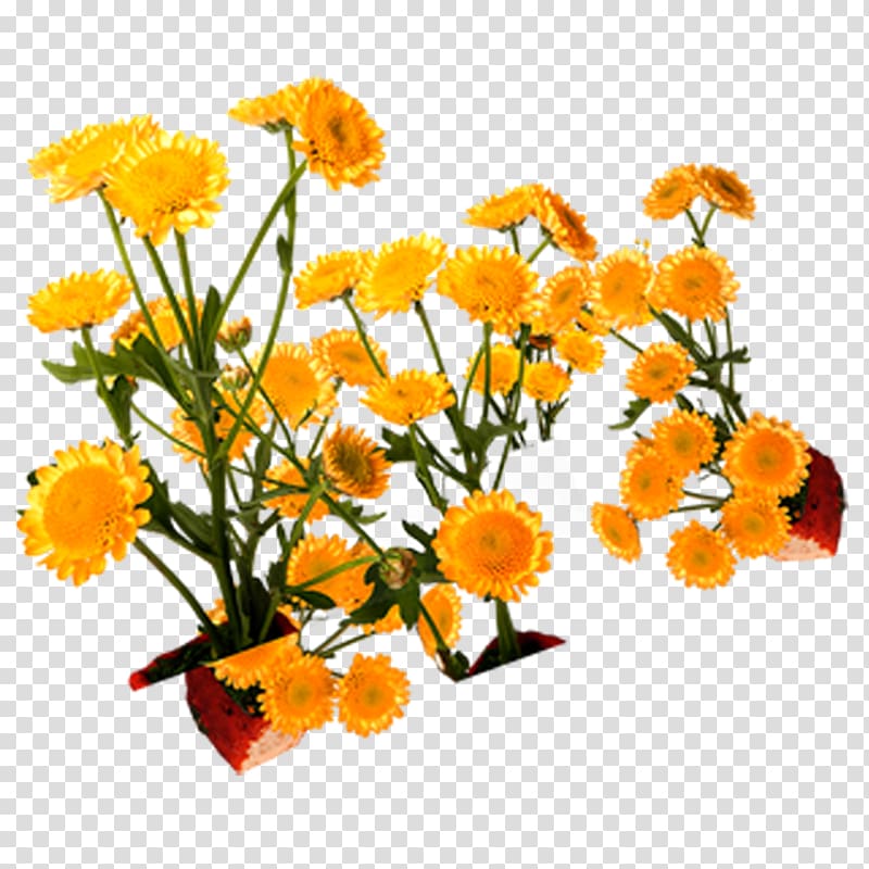 Floral design Yellow, Flowers,chrysanthemum,yellow,lace transparent background PNG clipart