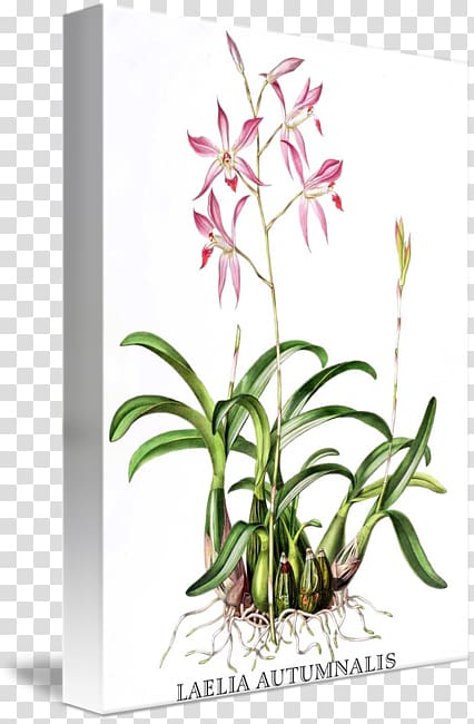 Orchids Botanical illustration Laelia autumnalis Painting, botanical illustrations transparent background PNG clipart