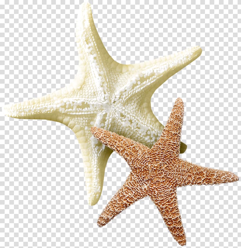 Starfish Echinoderm Sea , starfish transparent background PNG clipart