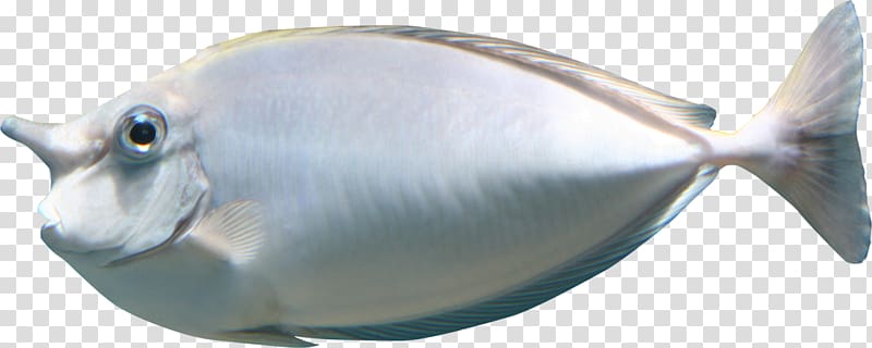 Sea Fish Marine biology , Blue-gray fish transparent background PNG clipart