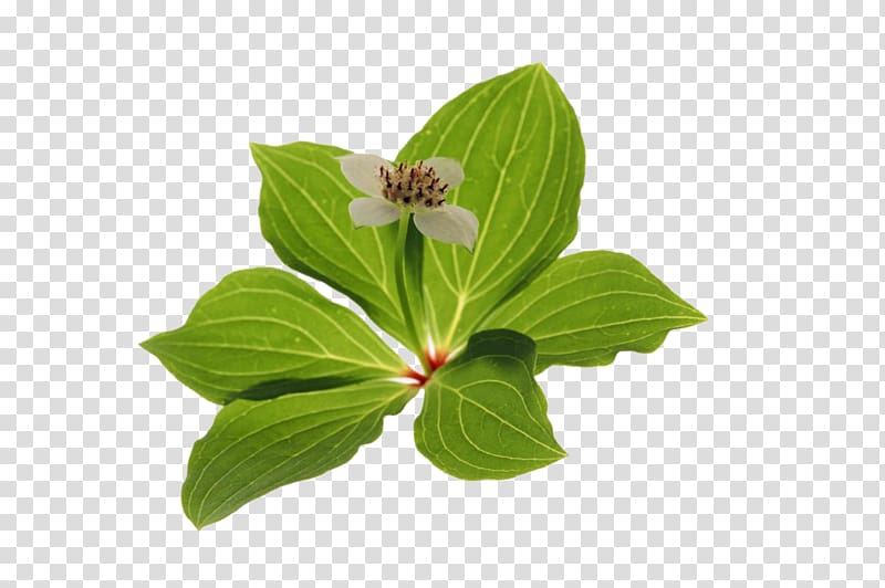 Leaf Plant synthesis Green Raster graphics, leaf transparent background PNG clipart