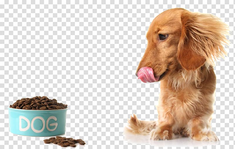 Dachshund Raw foodism Puppy Diet Raw feeding, See dog food hungry transparent background PNG clipart