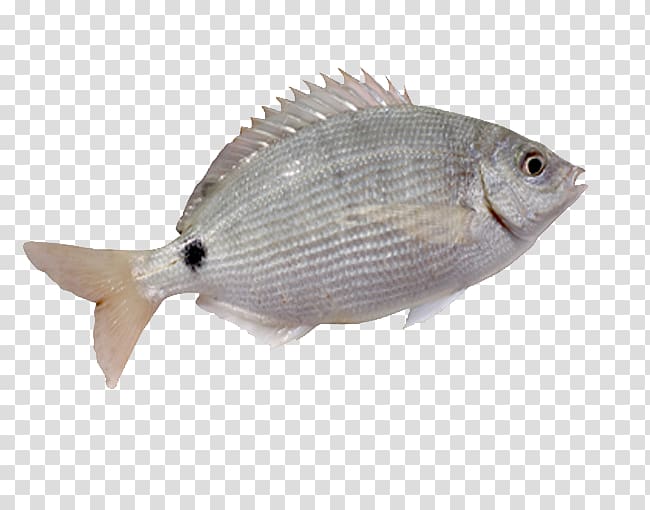 Fish fin Whitefish, A white fish with fins transparent background PNG clipart