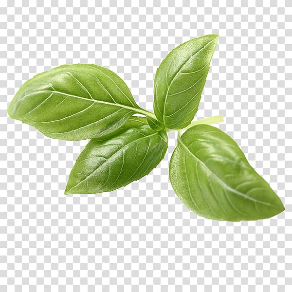 Basil Italian cuisine Herb Tea Pesto, tea transparent background PNG clipart