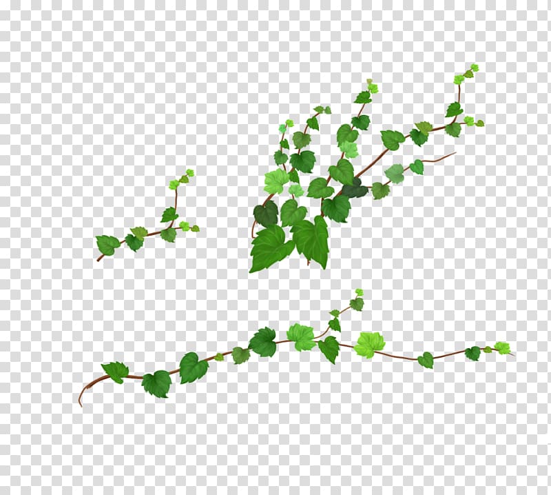 vine material transparent background PNG clipart