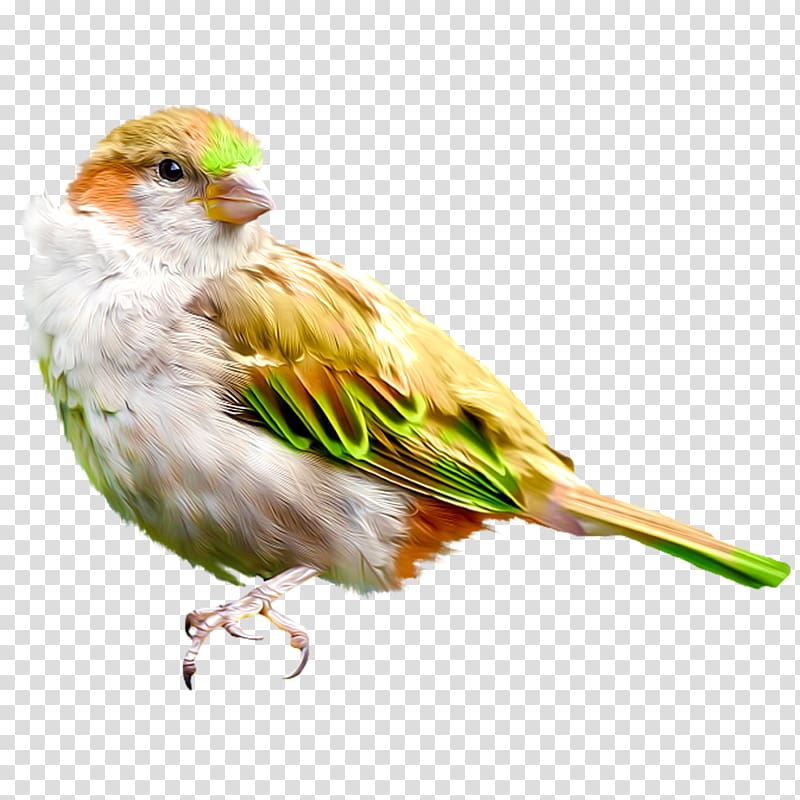 House Sparrow Bird Finch Drawing, Bird transparent background PNG clipart