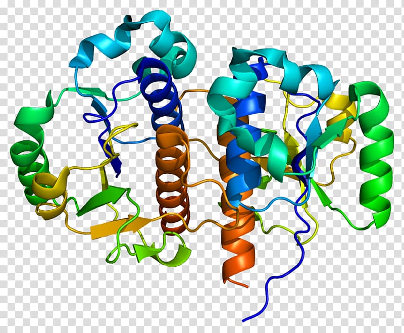 TARBP1 Enzyme Gene Protein , others transparent background PNG clipart