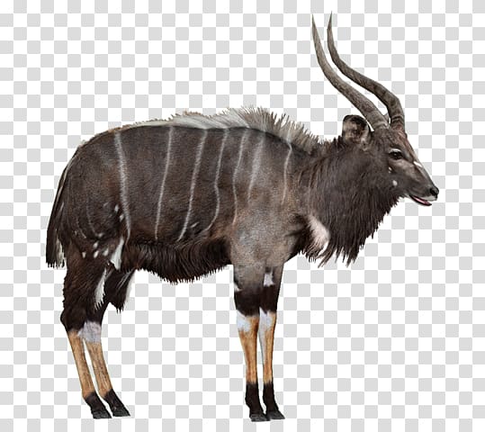 Zoo Tycoon 2 Wildebeest Antelope Nyala Wiki, others transparent background PNG clipart