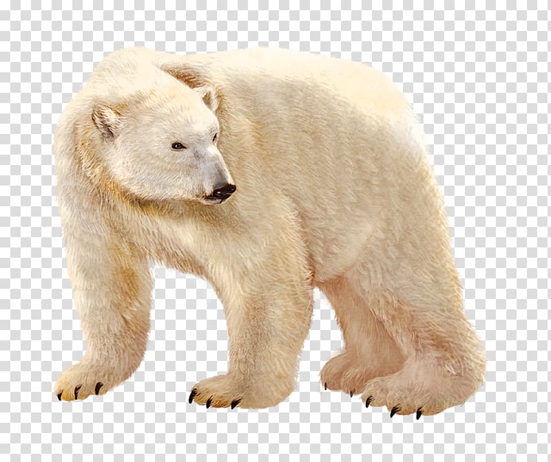 Polar bear against blue background, Polar bear Brown bear Illustration, Polar bear transparent background PNG clipart
